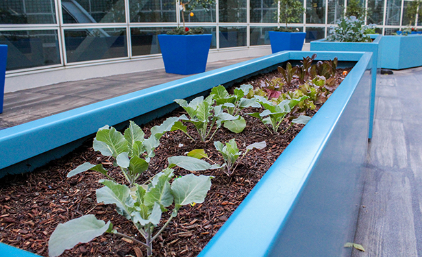 LACC rooftop garden