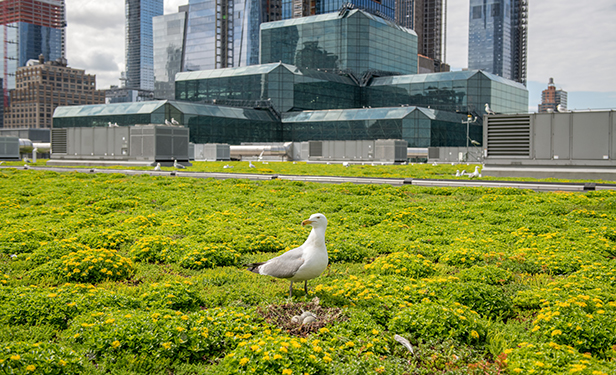 green roof