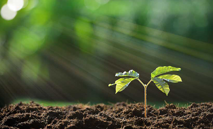 Tree planting