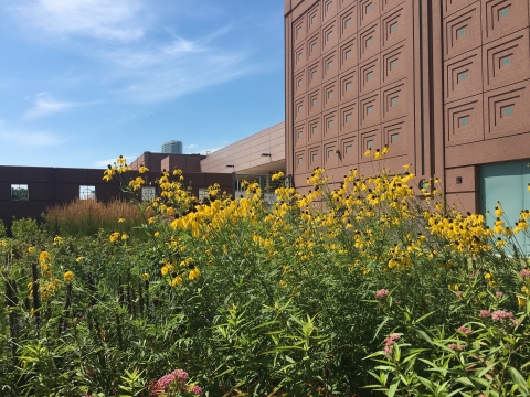 MCC Pollinator Park